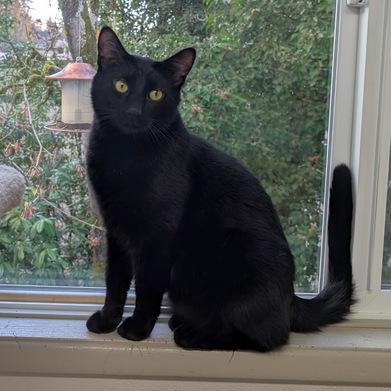 Rigatoni, a Adoptable Domestic Short Hair in Portland, OR image 3/4