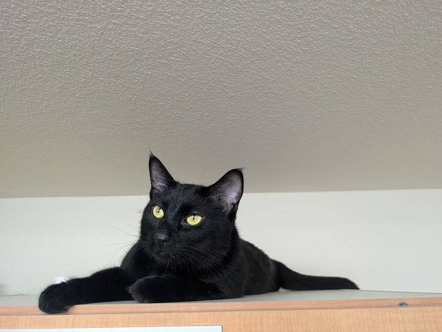 Rigatoni, a Adoptable Domestic Short Hair in Portland, OR image 4/4