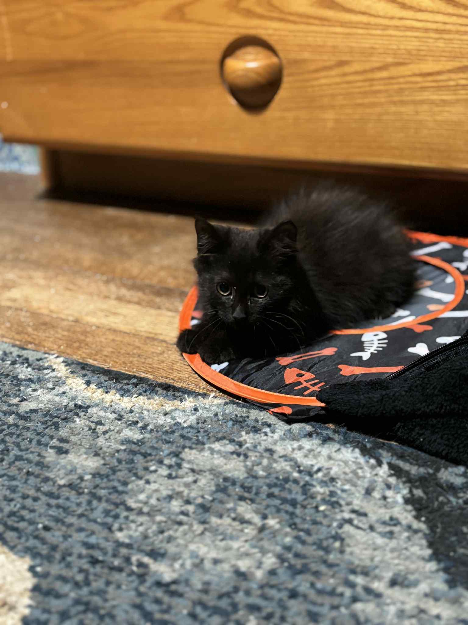 Jellyroll, Adoptable, Kitten Female Domestic Medium Hair.