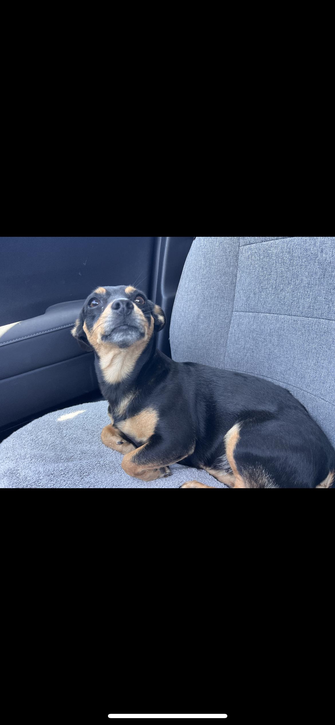 Jewel, Adoptable, Young Female Miniature Dachshund & Miniature Pinscher.