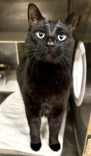 BEAR, Adoptable, Adult Male Domestic Short Hair.