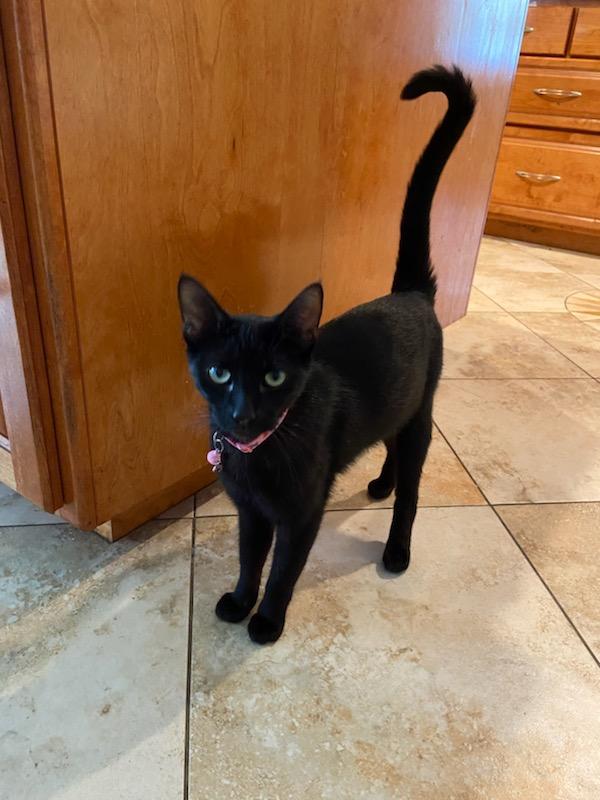 Adopt Mama Beth: A Loving American Shorthair with a Heart Full of Affection!