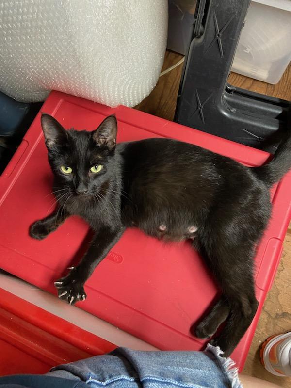 Adopt Mama Beth: A Loving American Shorthair with a Heart Full of Affection! 4