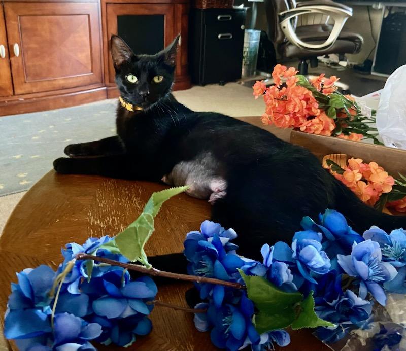 Adopt Mama Beth: A Loving American Shorthair with a Heart Full of Affection! 2