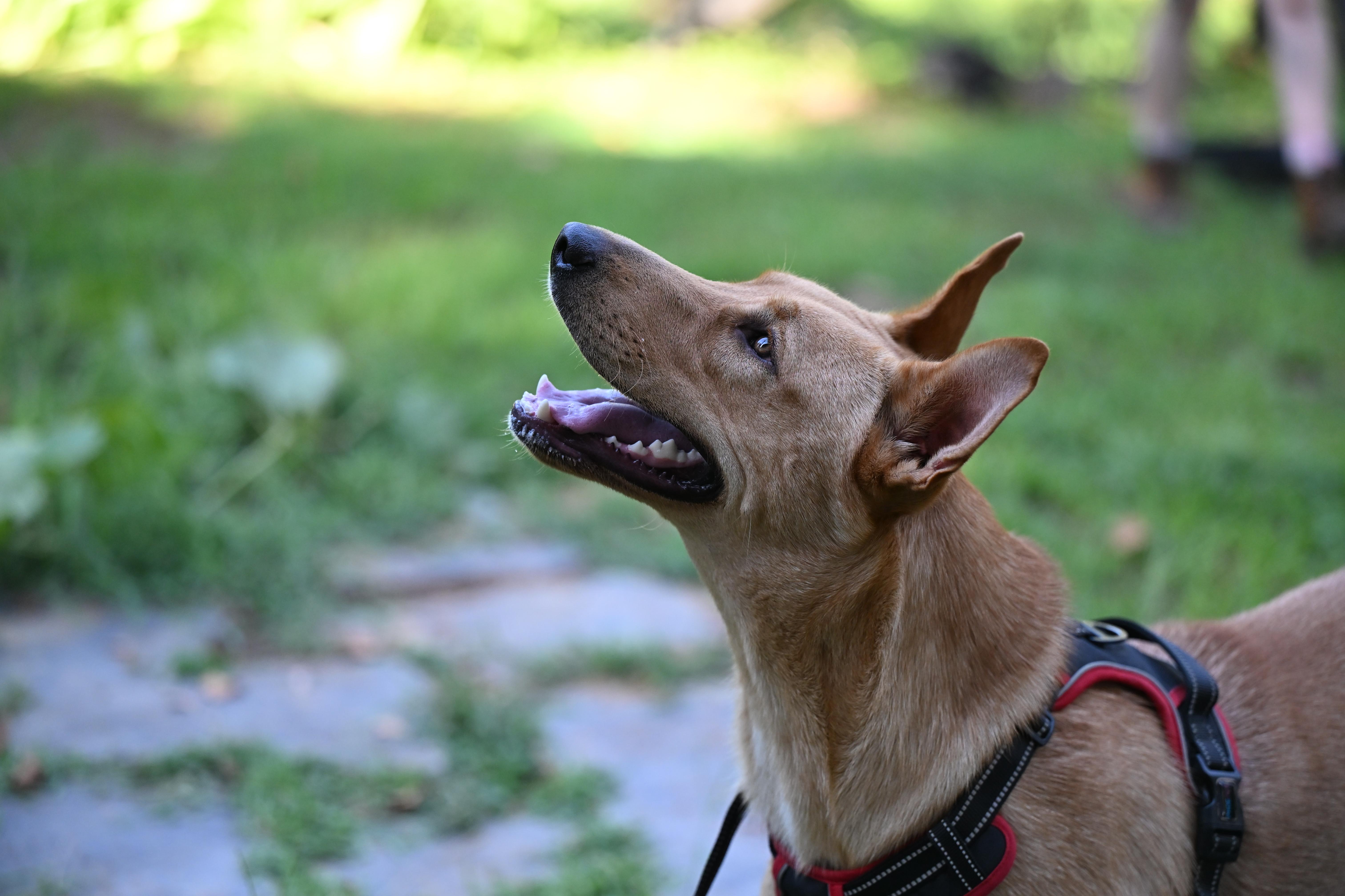 Enlarge Teddie - WAIVED ADOPTION FEE, a ADOPTABLE mixed breed in East Hartford, CT image 5/5