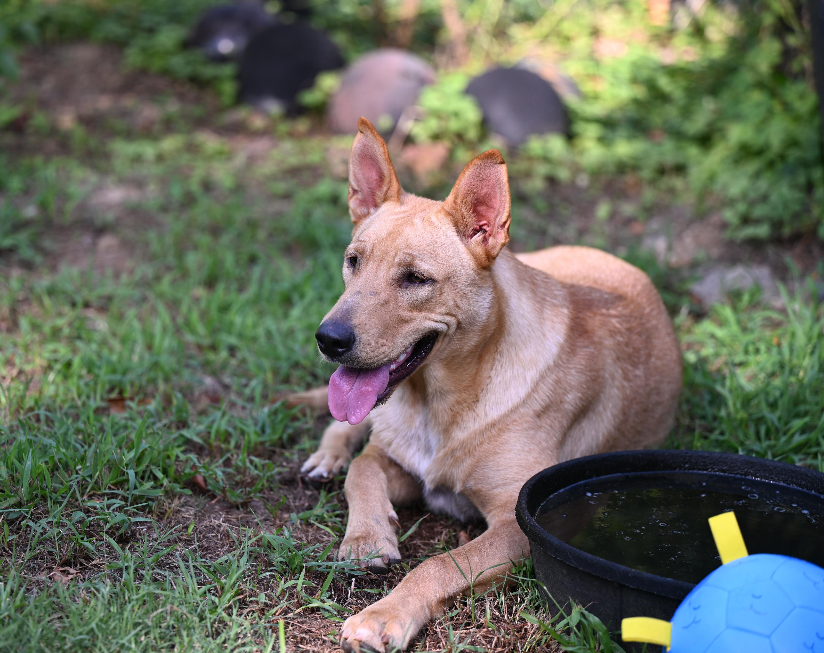 Enlarge Teddie - WAIVED ADOPTION FEE, a ADOPTABLE mixed breed in East Hartford, CT image 2/5