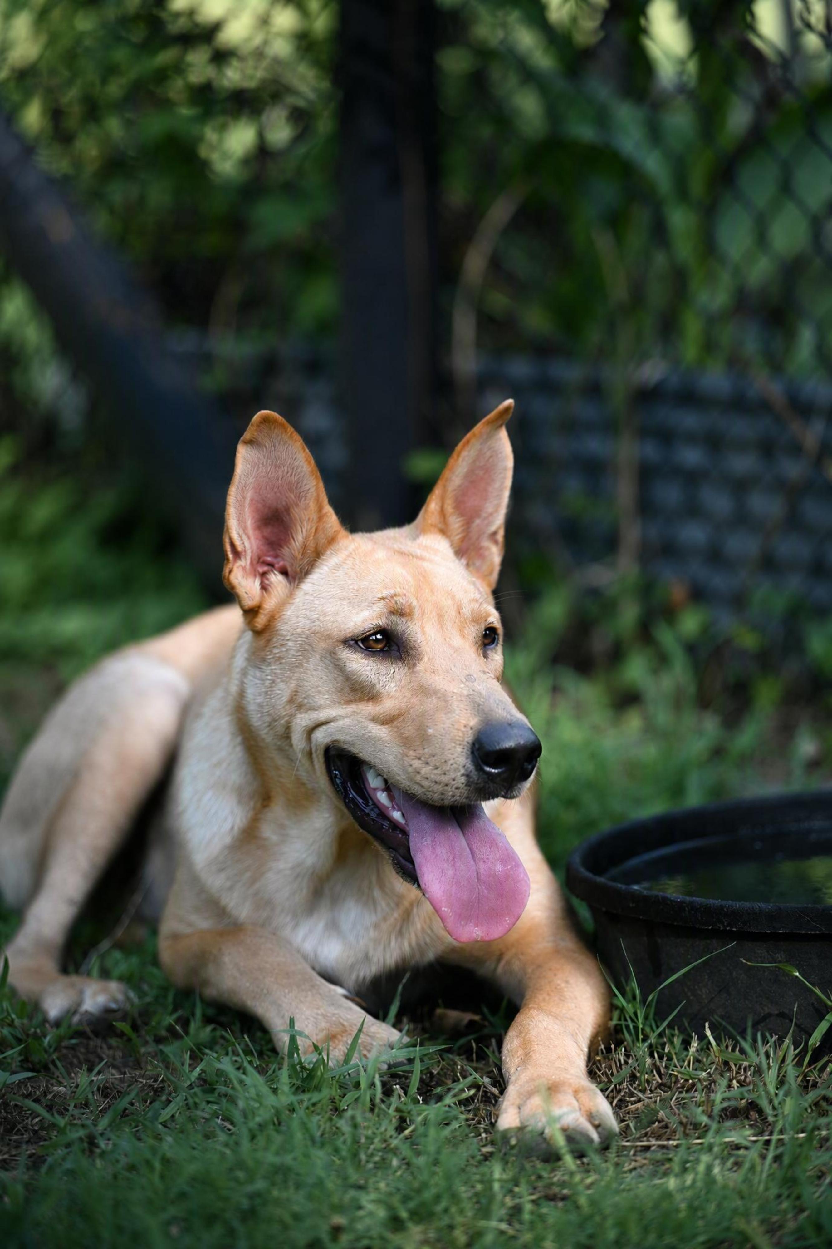 Enlarge Teddie - WAIVED ADOPTION FEE, a ADOPTABLE mixed breed in East Hartford, CT image 1/5