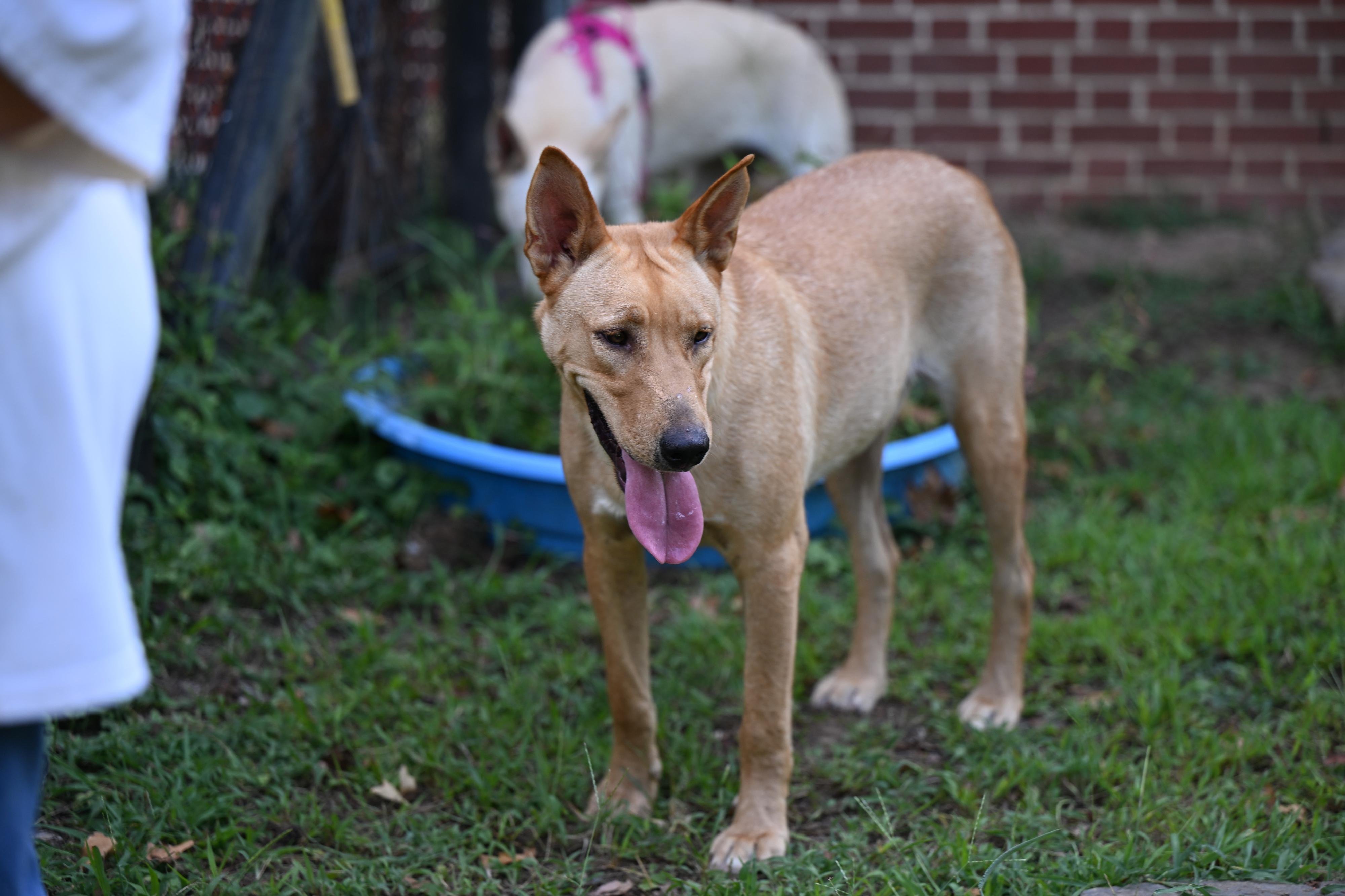 Enlarge Teddie - WAIVED ADOPTION FEE, a ADOPTABLE mixed breed in East Hartford, CT image 4/5