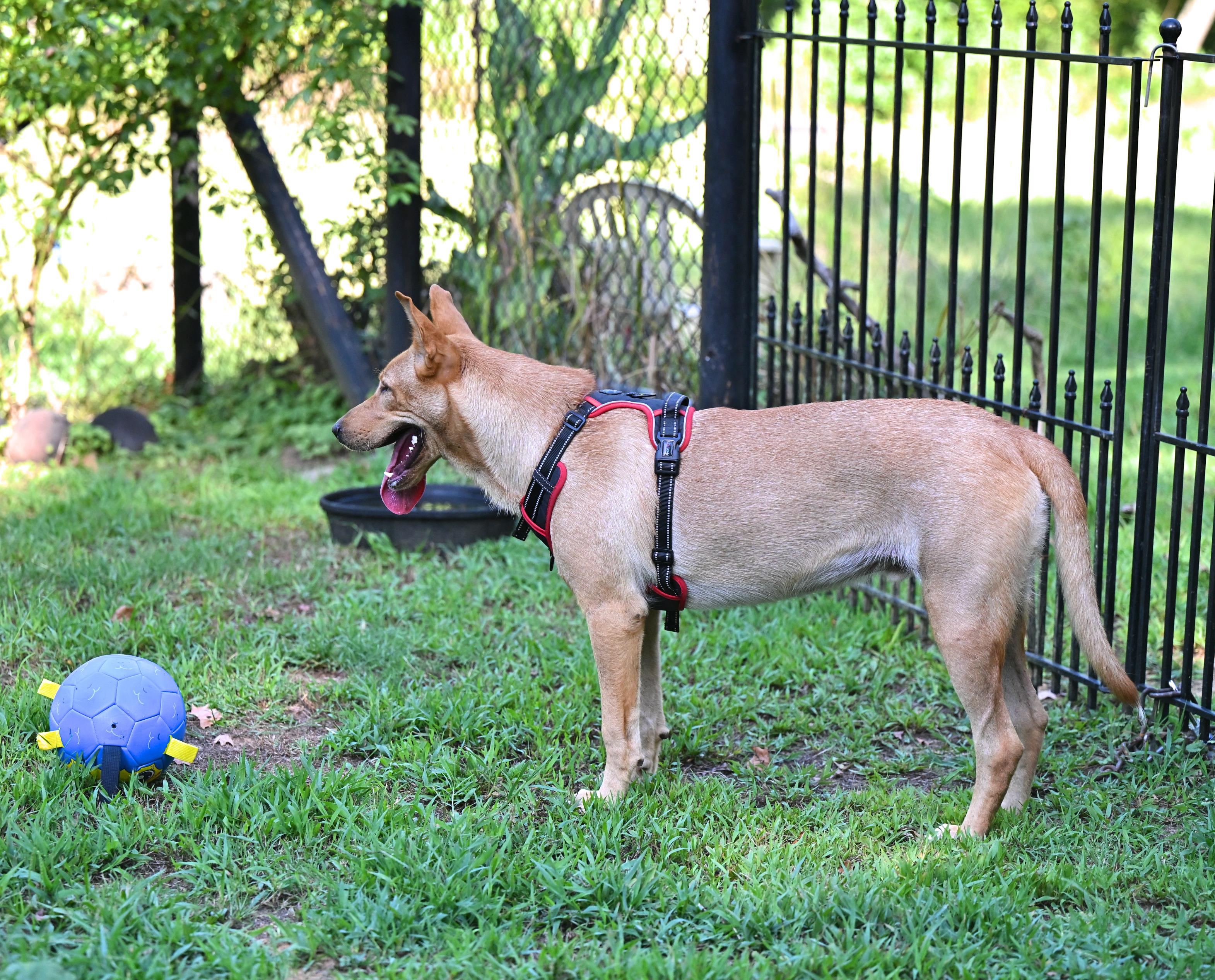 Enlarge Teddie - WAIVED ADOPTION FEE, a ADOPTABLE mixed breed in East Hartford, CT image 3/5