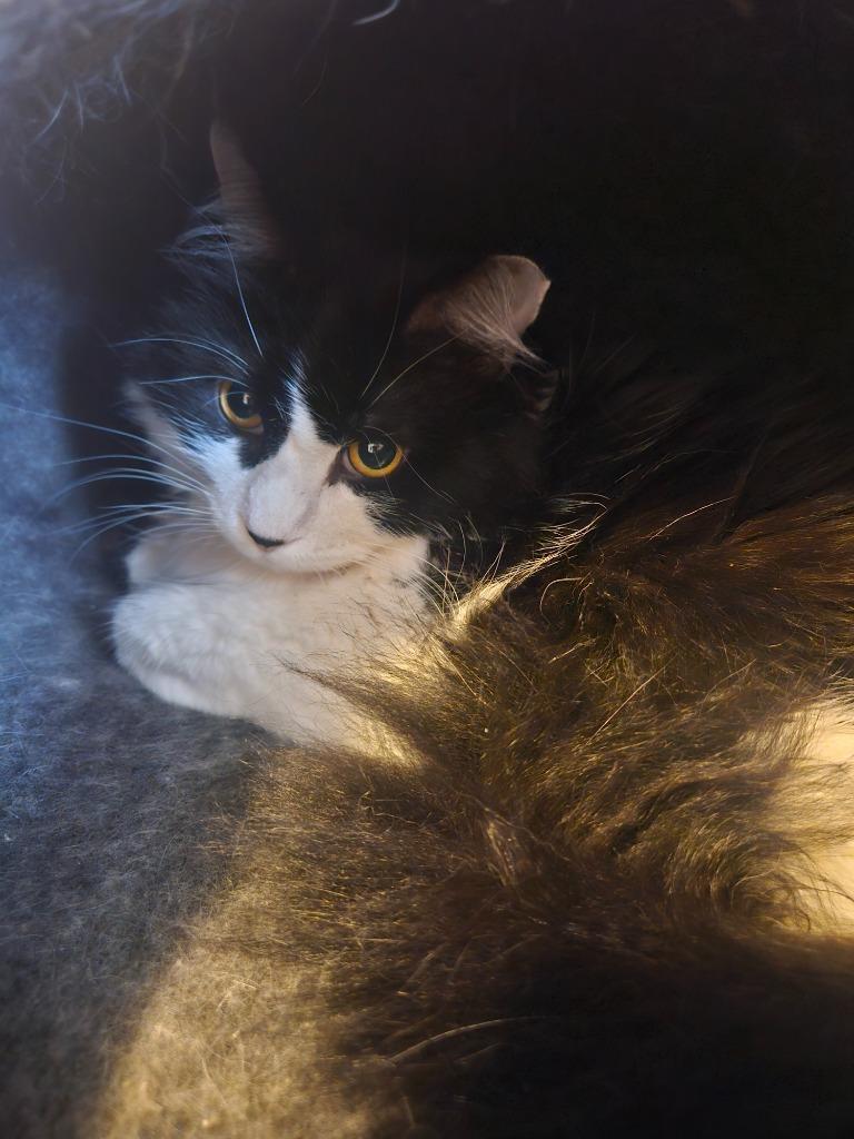 Titan, Adoptable, Adult Male Domestic Short Hair.
