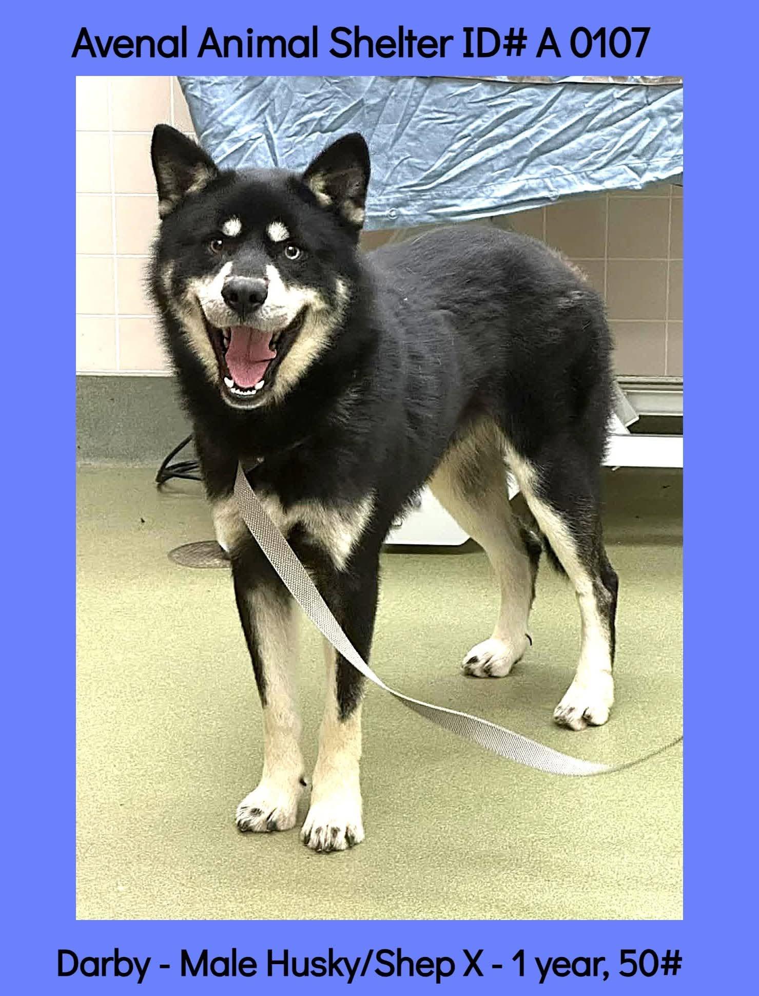 Darby, ADOPTABLE, Young Male Husky & Shepherd.