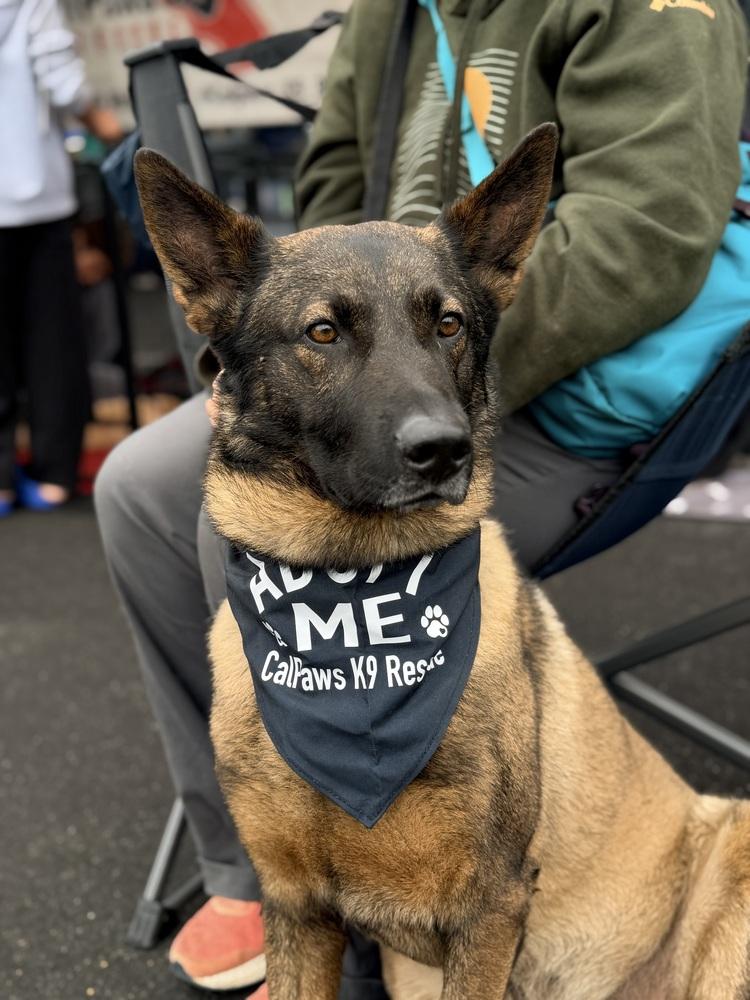 Dexter, Adoptable, Adult Male Belgian Shepherd / Malinois.