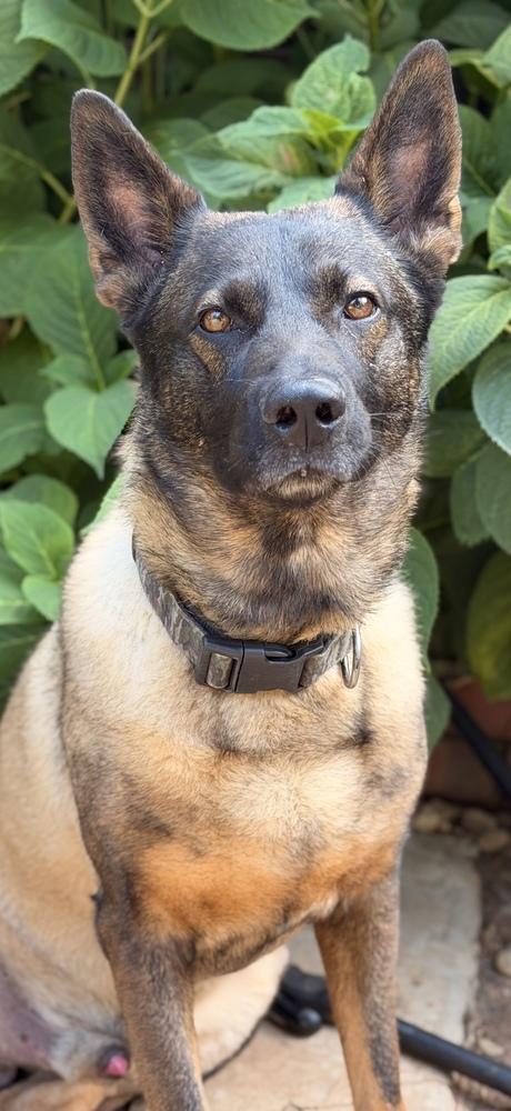 Enlarge Dexter, a Adoptable mixed breed in Pleasant Hill, CA image 1/3