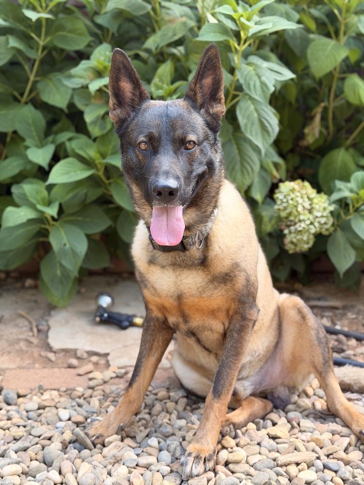 Enlarge Dexter, a Adoptable mixed breed in Pleasant Hill, CA image 2/3