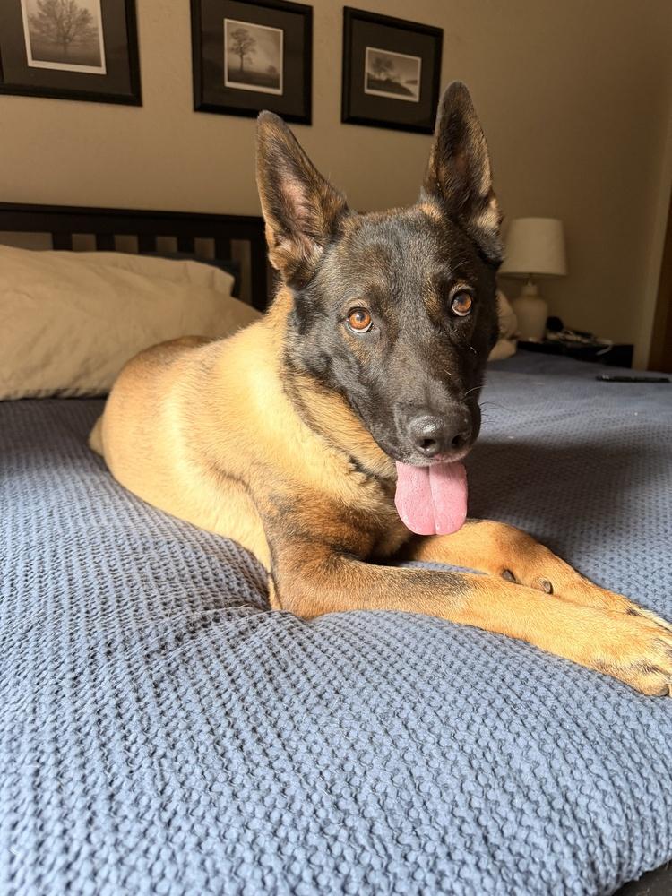 Enlarge Dexter, a Adoptable mixed breed in Pleasant Hill, CA image 3/3