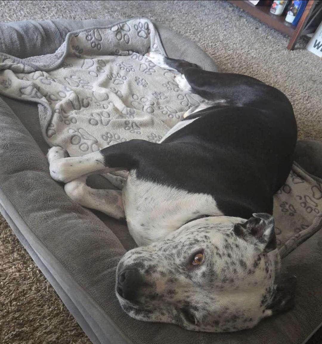 Enlarge Alfred, a Adoptable Pit Bull Terrier in Jackson, CA image 1/4