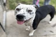 Alfred, Adult Male Pit Bull Terrier