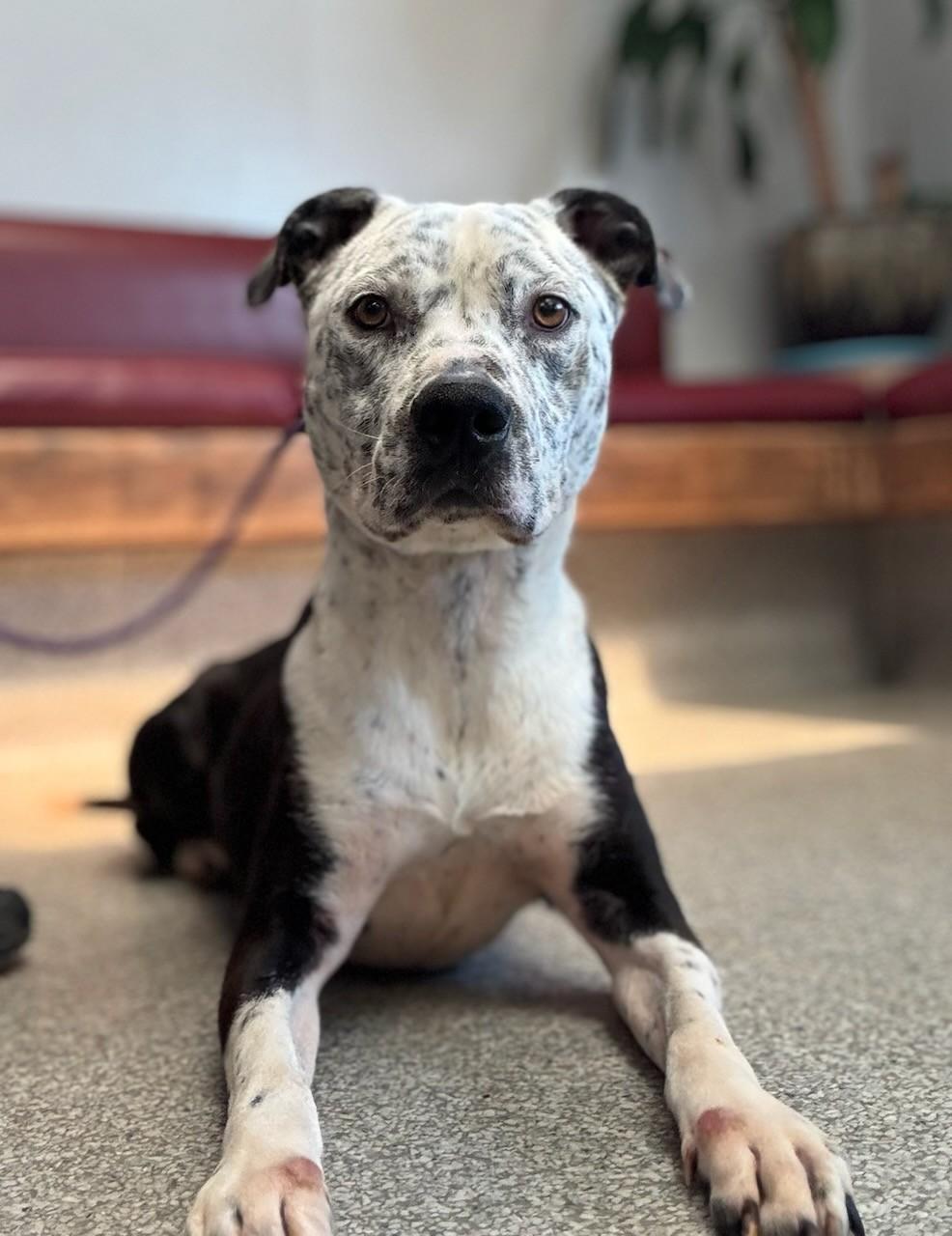 Enlarge Alfred, a Adoptable Pit Bull Terrier in Ione, CA image 2/2