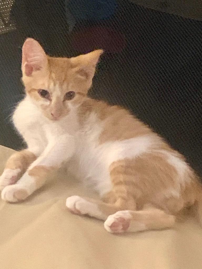 Ezra, Adoptable, Young Male Domestic Short Hair.