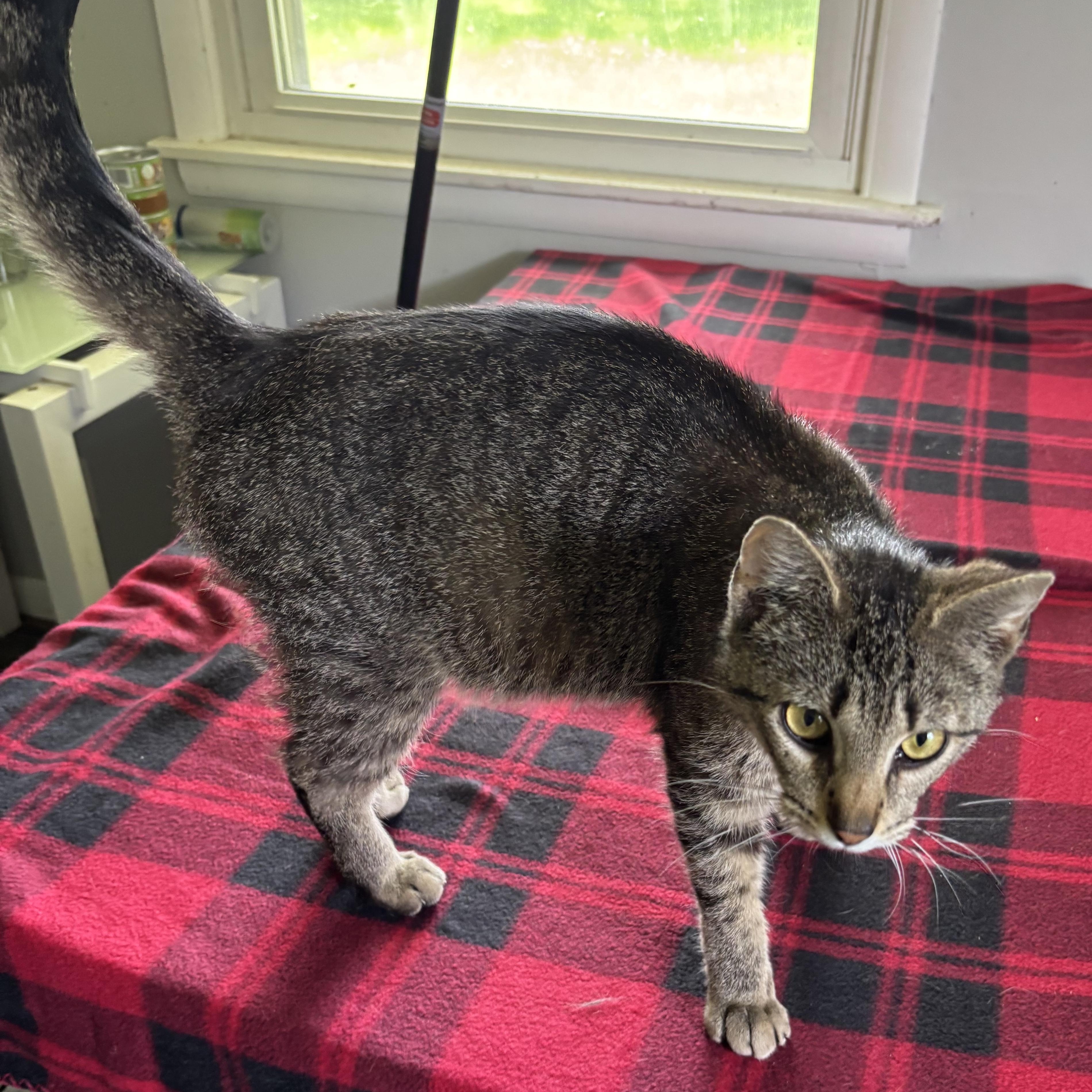 Enlarge Simone, a Adoptable mixed breed in Kirklin, IN image 3/4