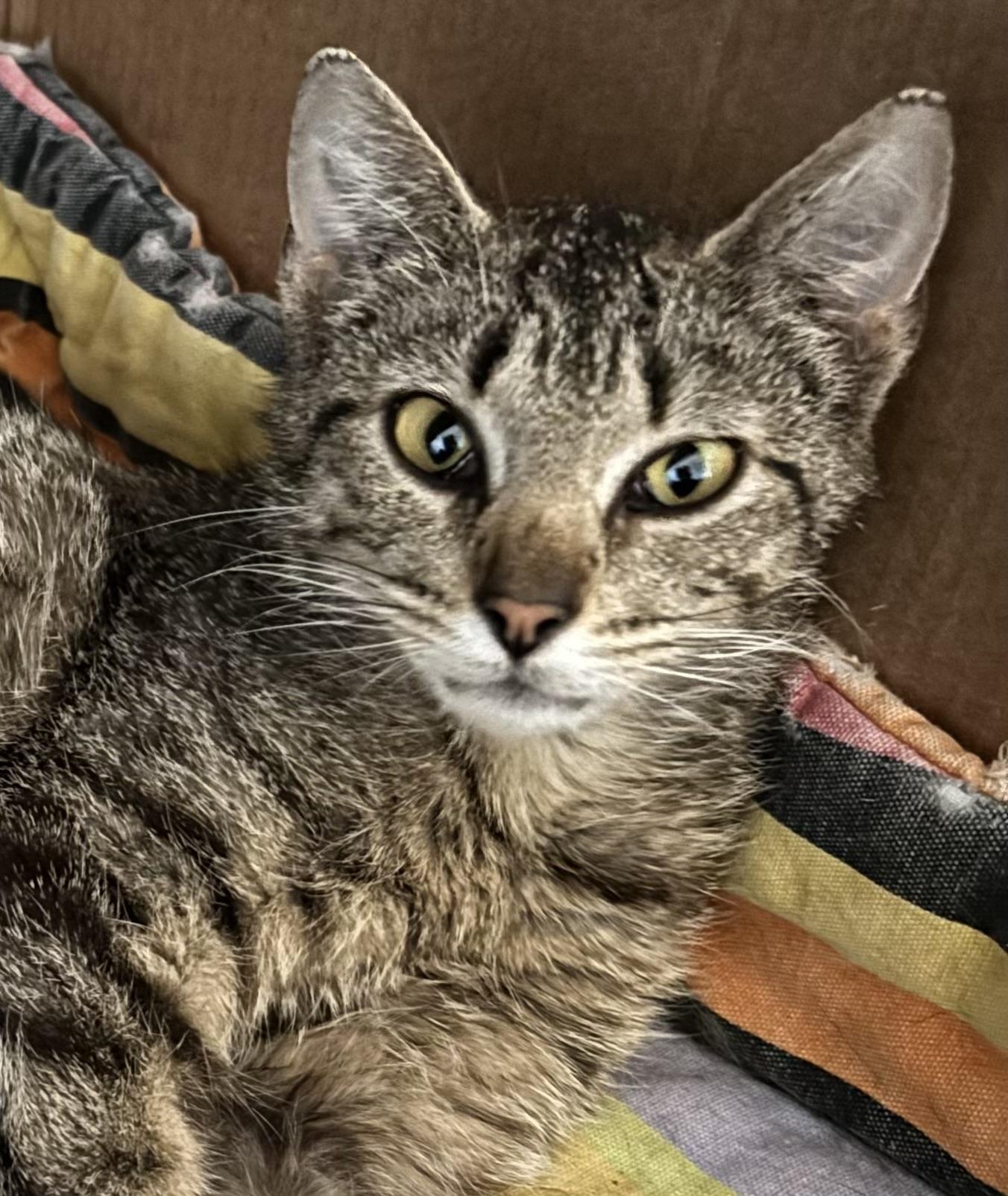 Enlarge Simone, a Adoptable mixed breed in Kirklin, IN image 2/4