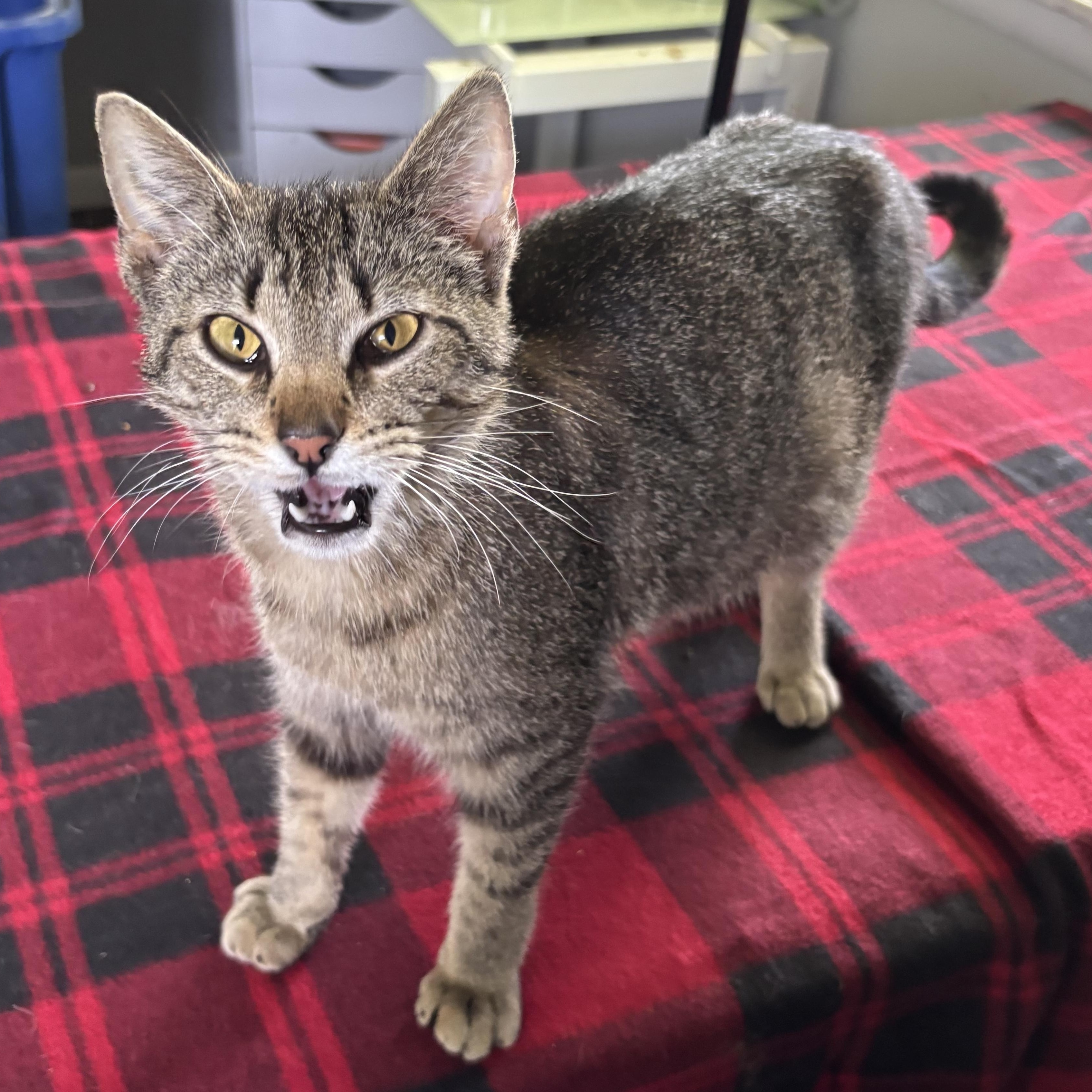 Enlarge Simone, a Adoptable mixed breed in Kirklin, IN image 4/4