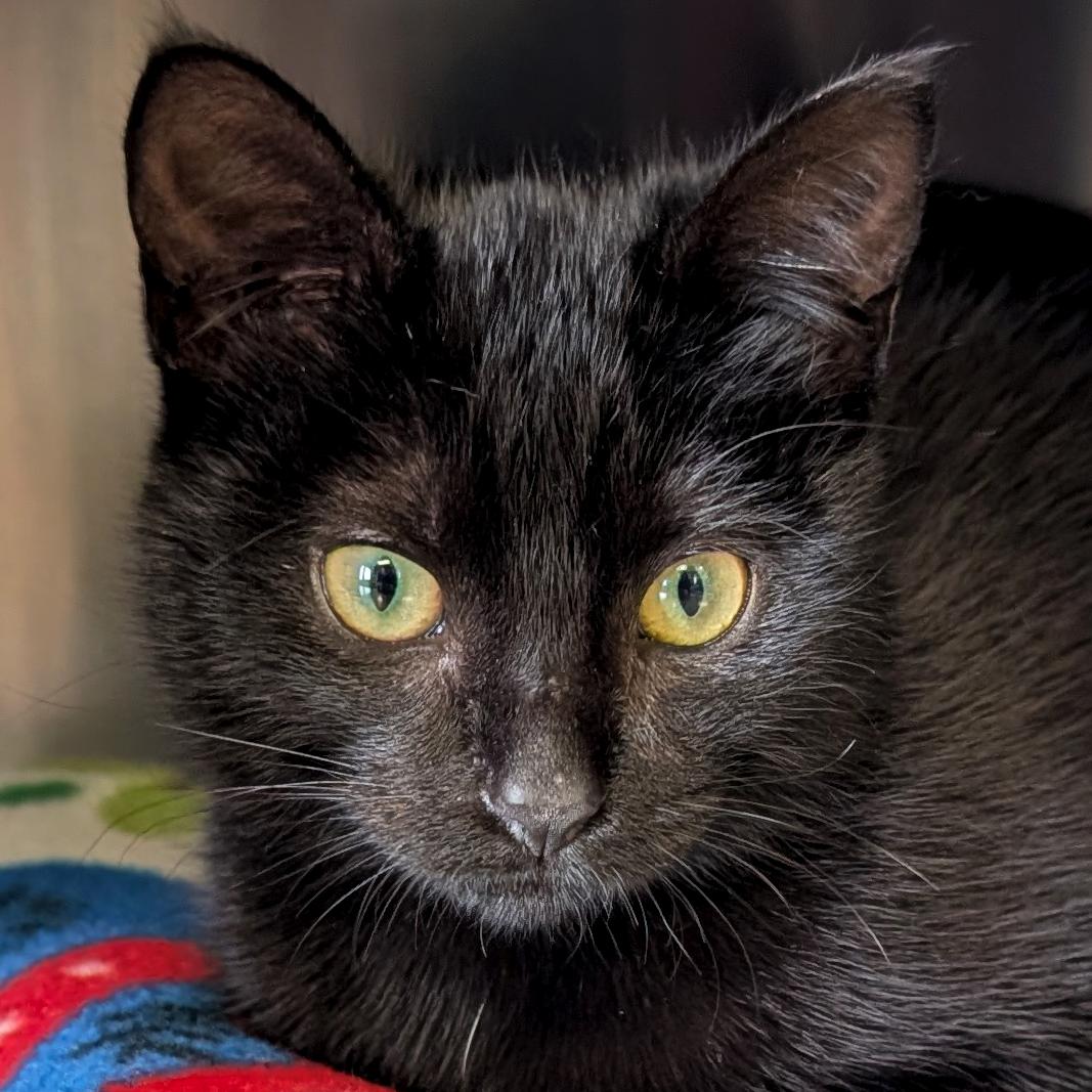 Enlarge Diamond, a ADOPTABLE Domestic Short Hair in Madison, WI image 1/3
