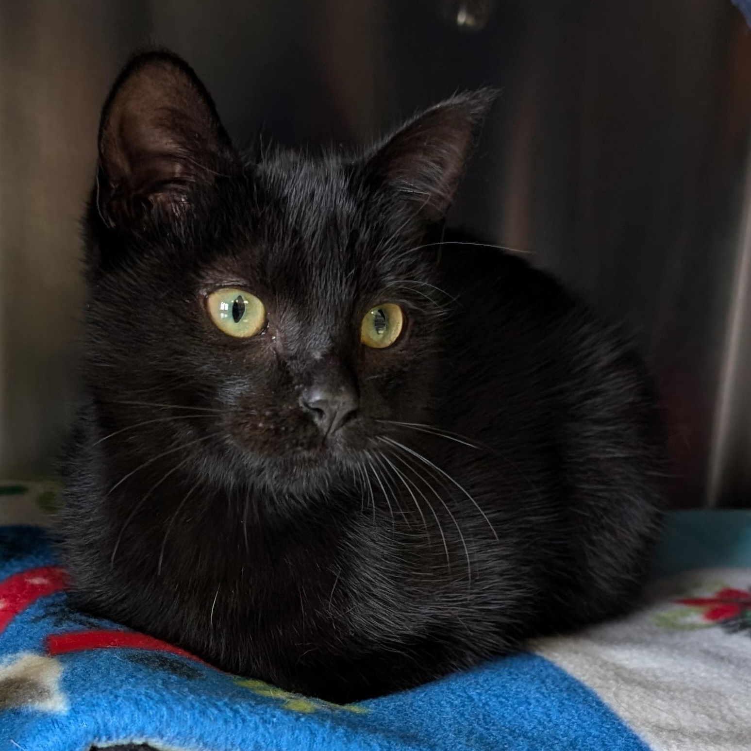 Enlarge Diamond, a ADOPTABLE Domestic Short Hair in Madison, WI image 3/3