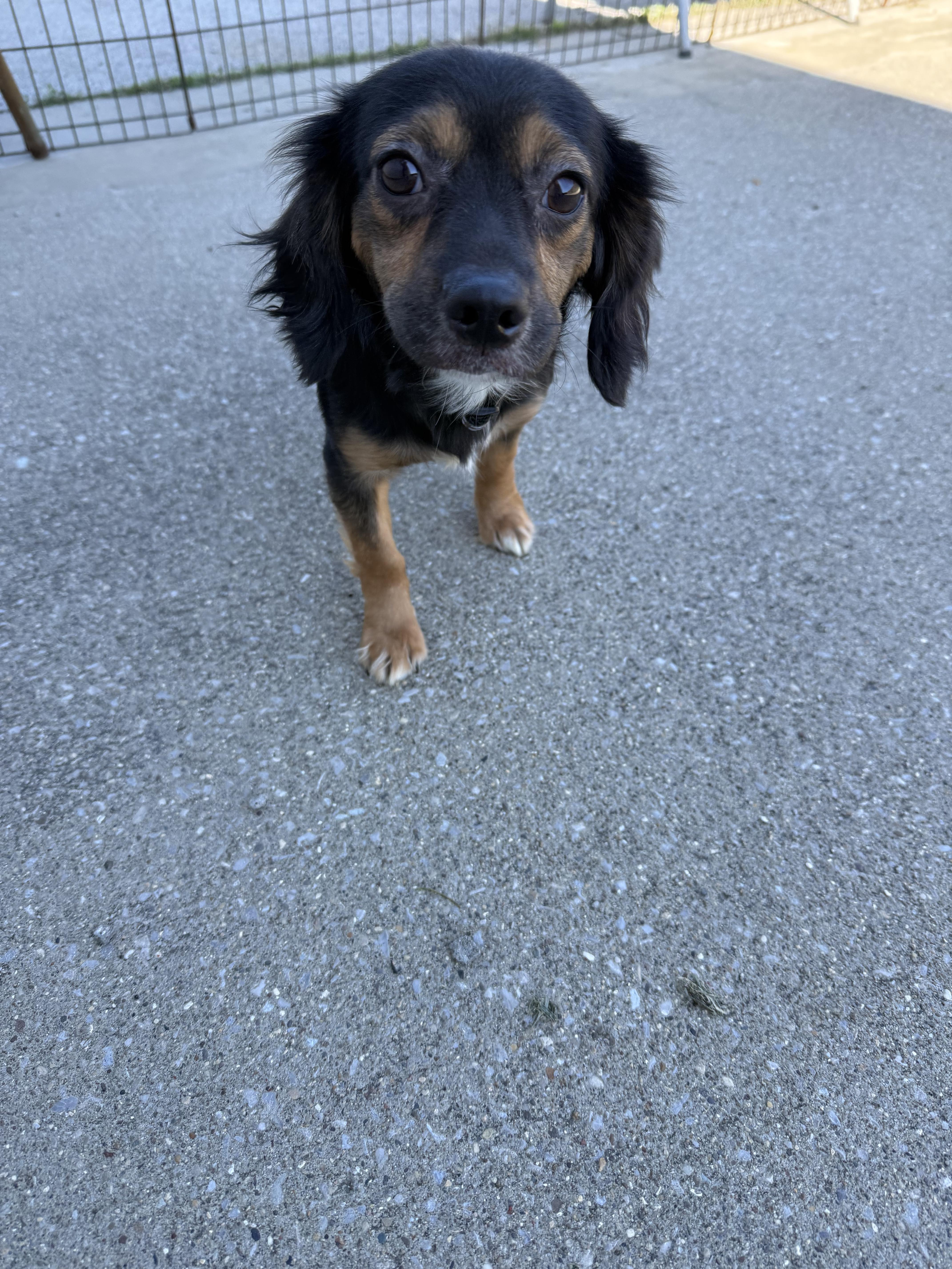 Enlarge Rocky, an adopted Dachshund in Lexington, KY image 3/3