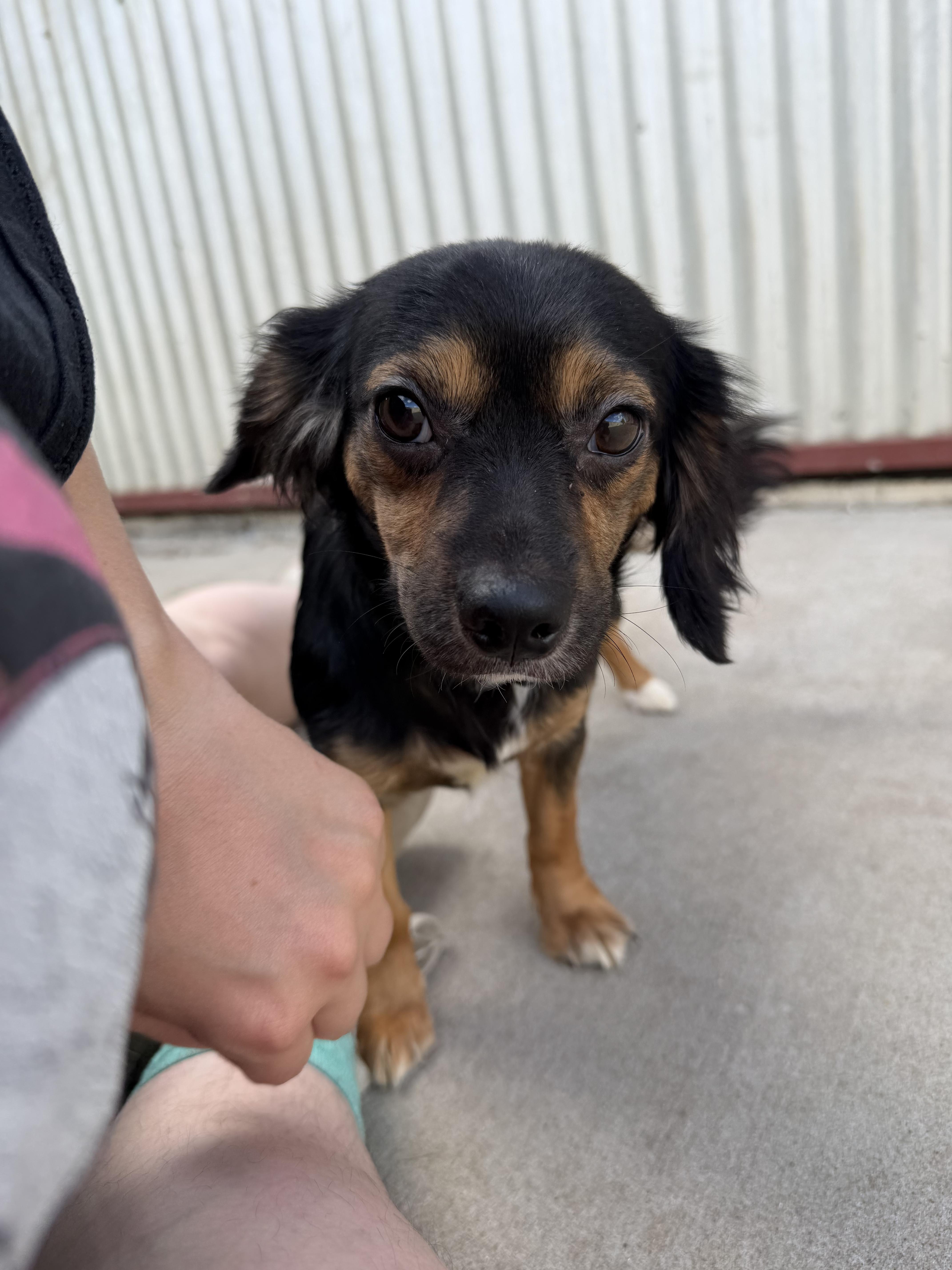 Enlarge Rocky, an adopted Dachshund in Lexington, KY image 2/3