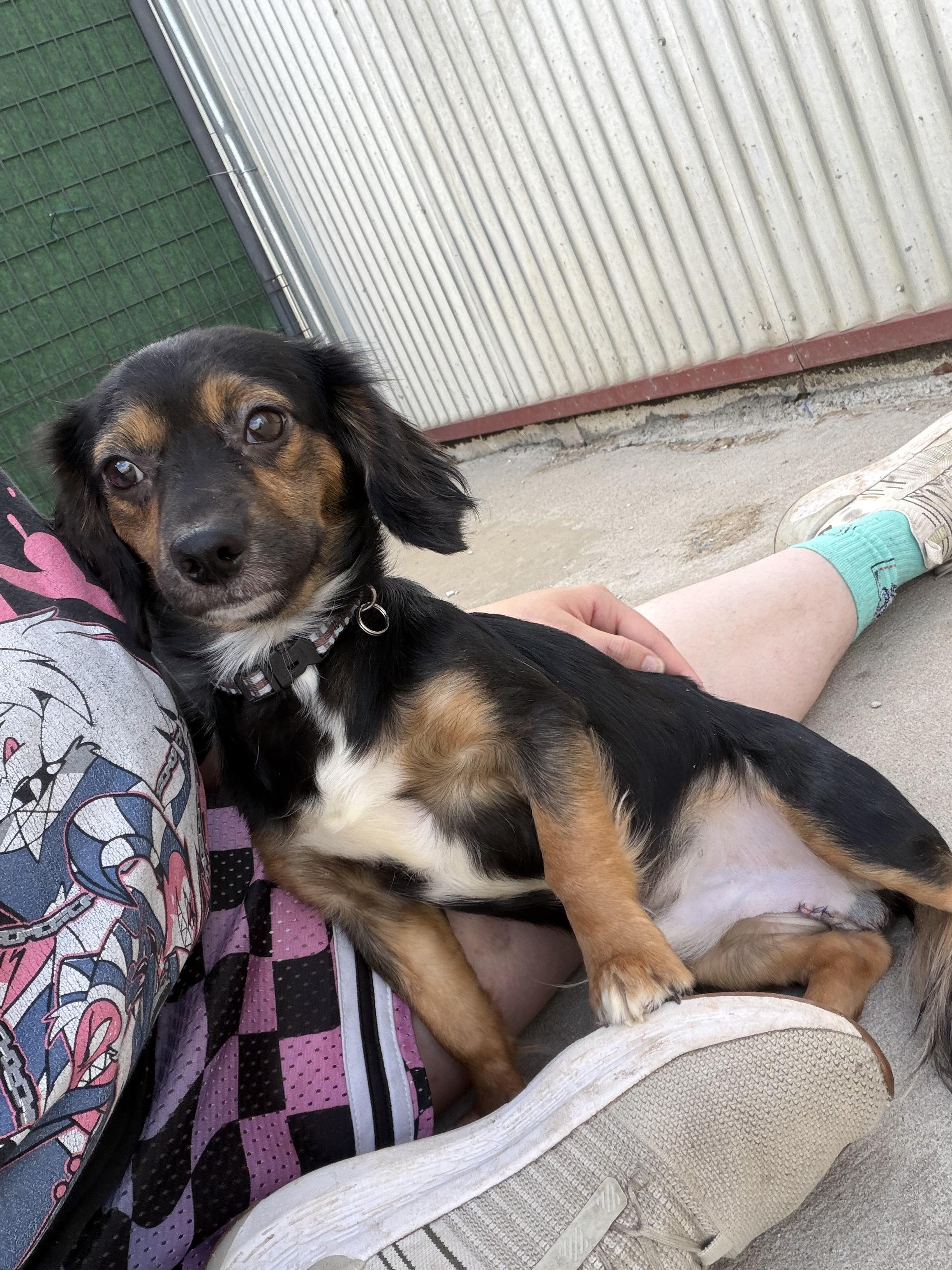 Enlarge Rocky, an adopted Dachshund in Lexington, KY image 1/3