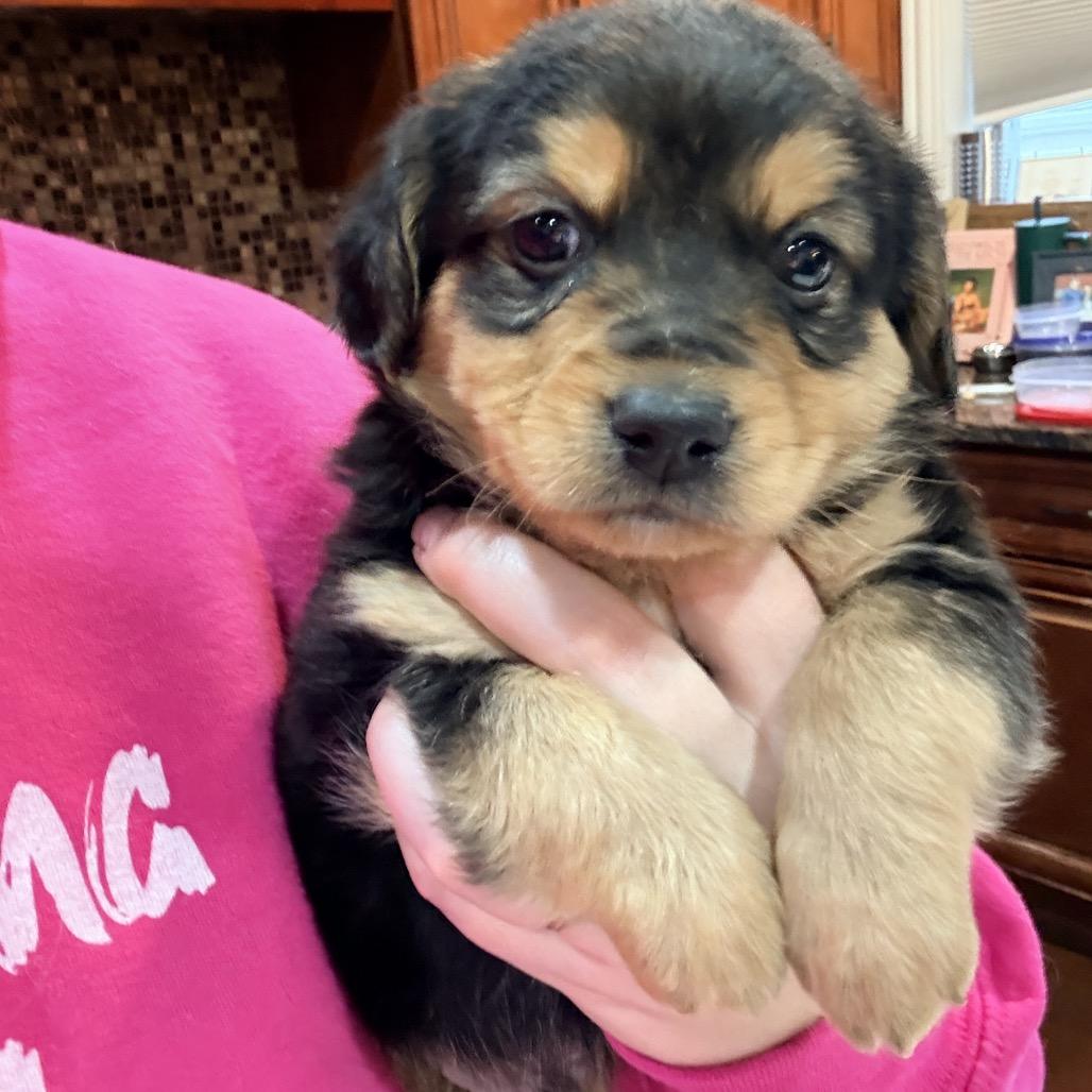 Enlarge Alex Warren, an adopted mixed breed in Chicago, IL image 4/4