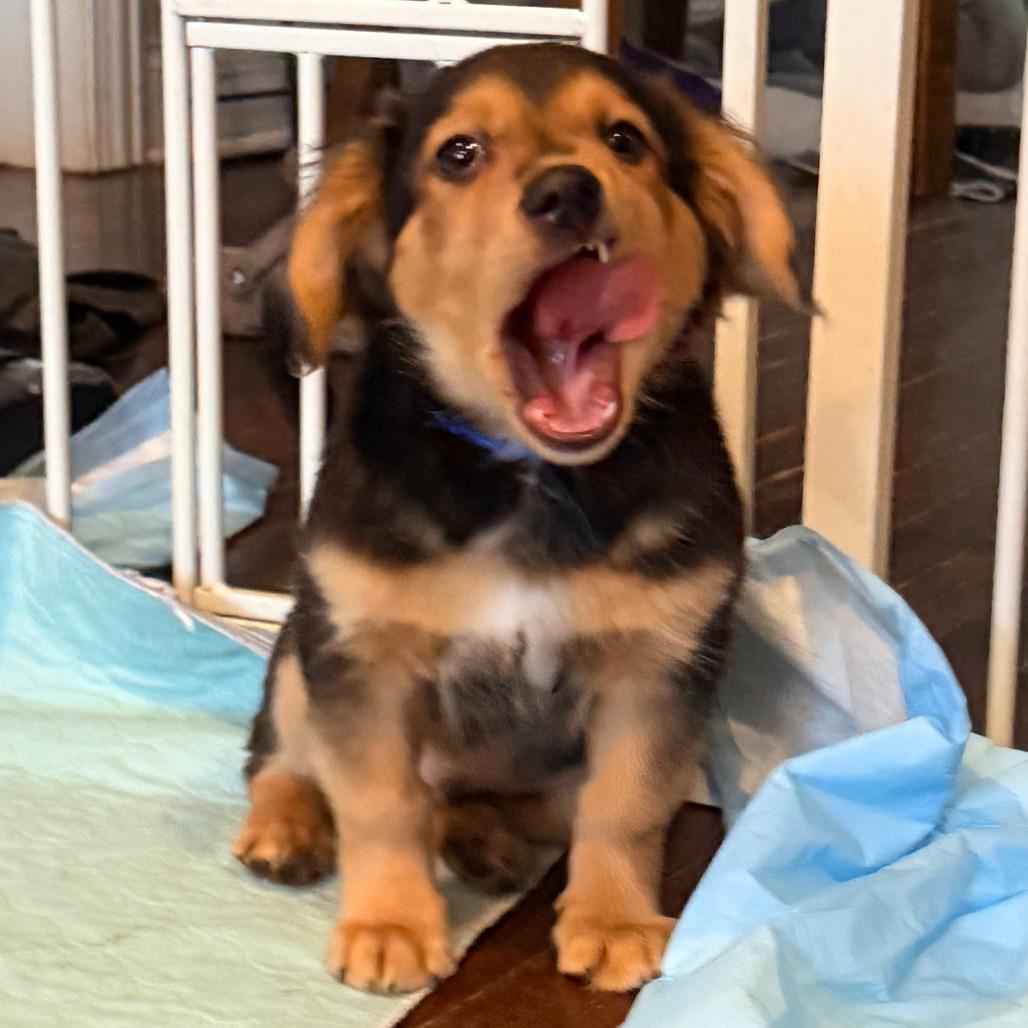 Enlarge Alex Warren, an adopted mixed breed in Chicago, IL image 3/4