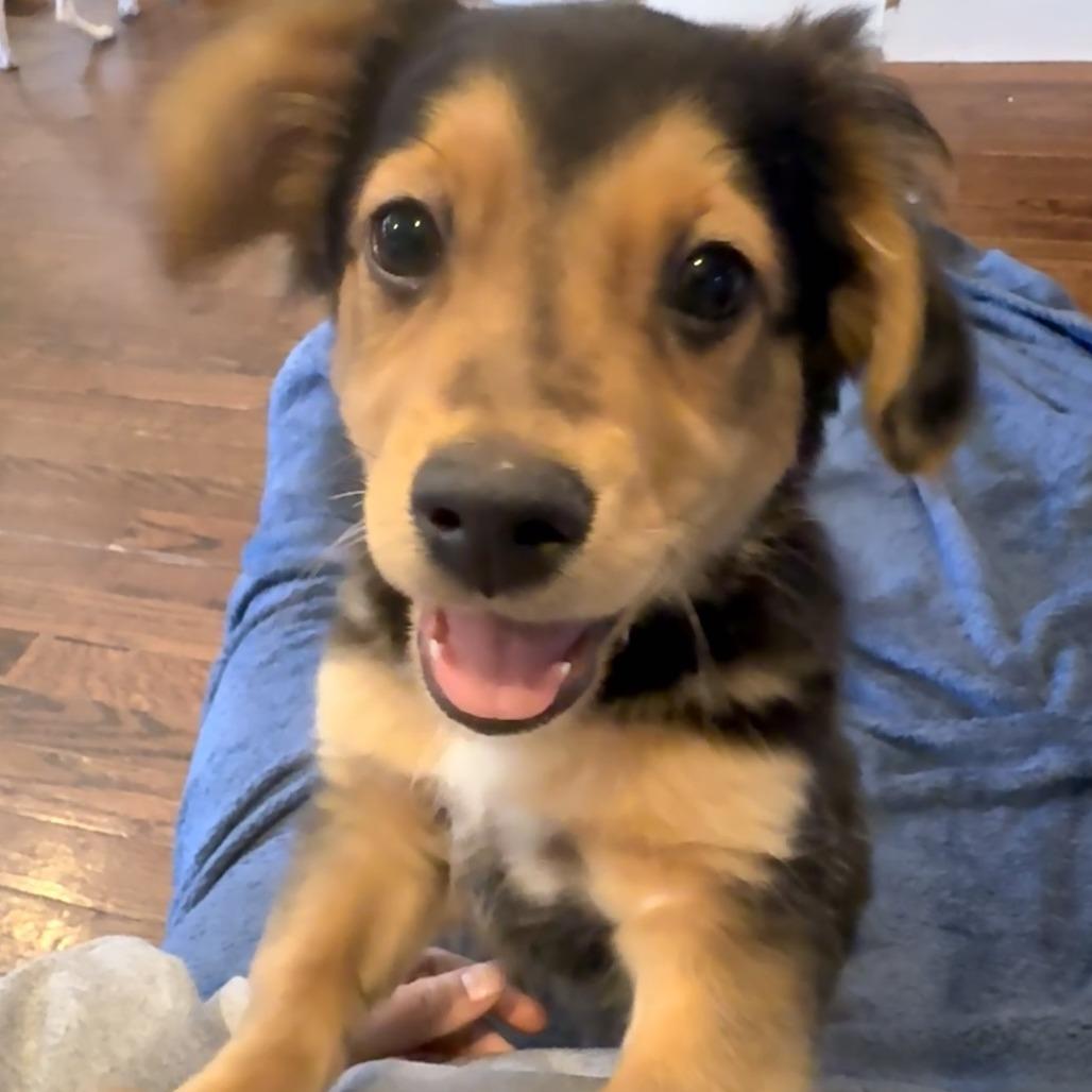 Enlarge Alex Warren, an adopted mixed breed in Chicago, IL image 2/4