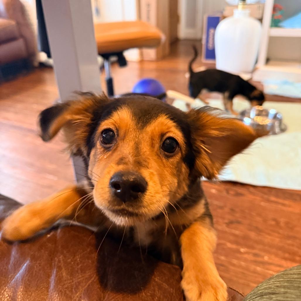 Enlarge Alex Warren, an adopted mixed breed in Chicago, IL image 1/4