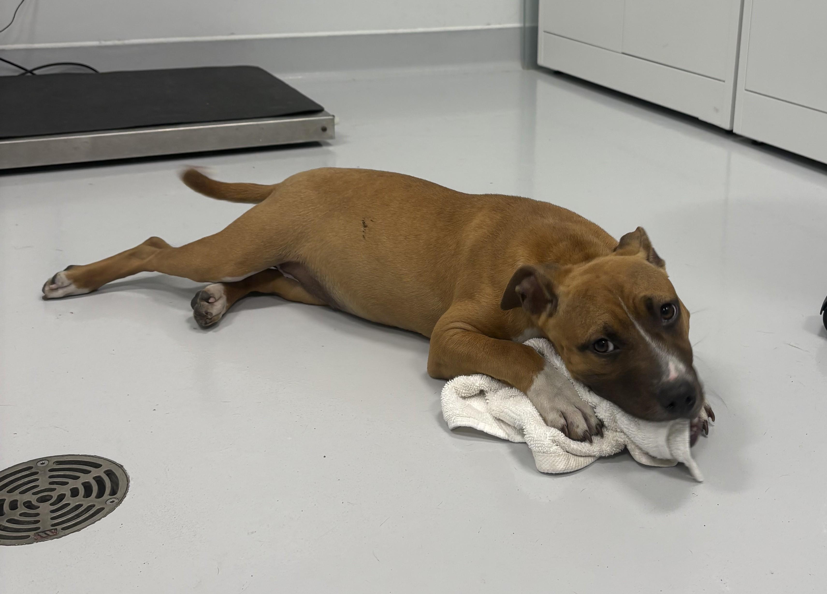 Enlarge Aspen, a ADOPTABLE mixed breed in Kankakee, IL image 1/1