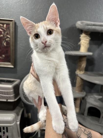 Tortilla, Adoptable, Adult Male Domestic Short Hair & Domestic Short Hair.