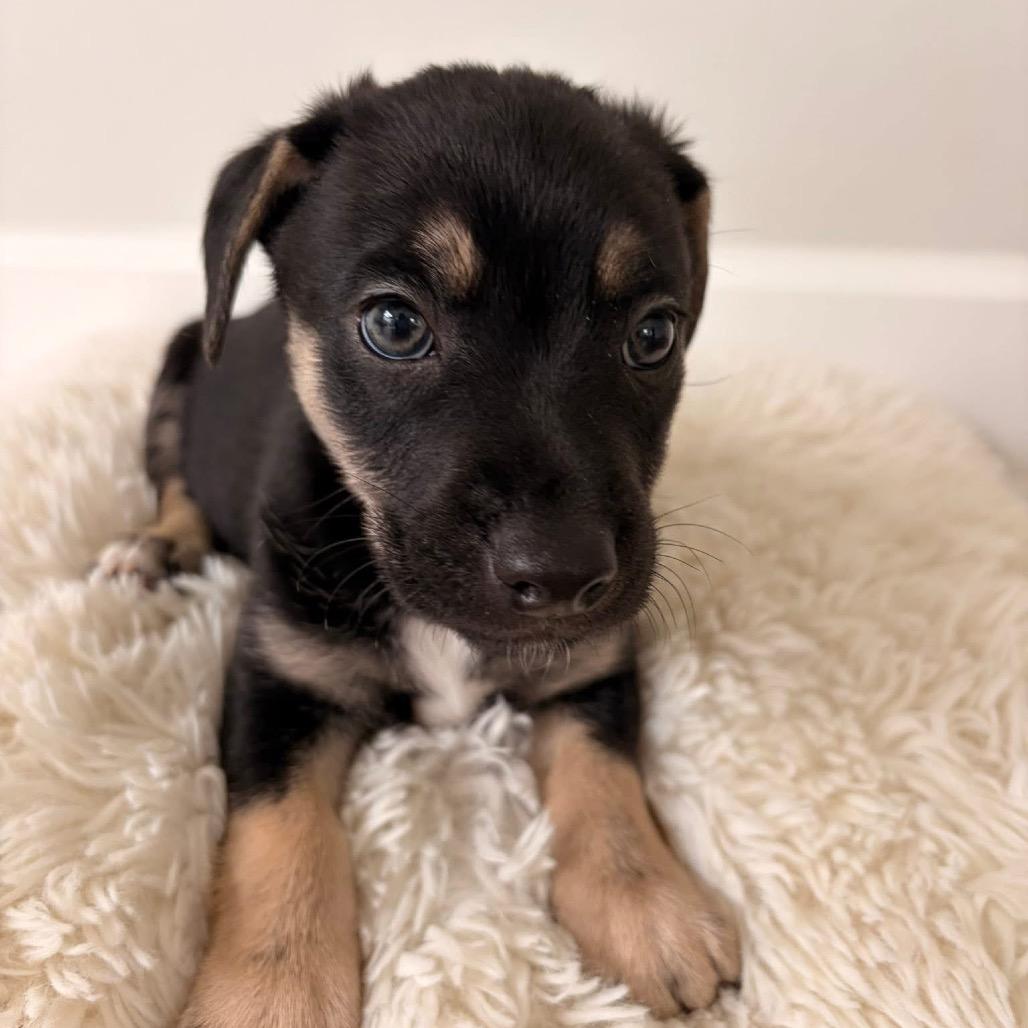 Titus, Adoptable, Puppy Male Beagle.