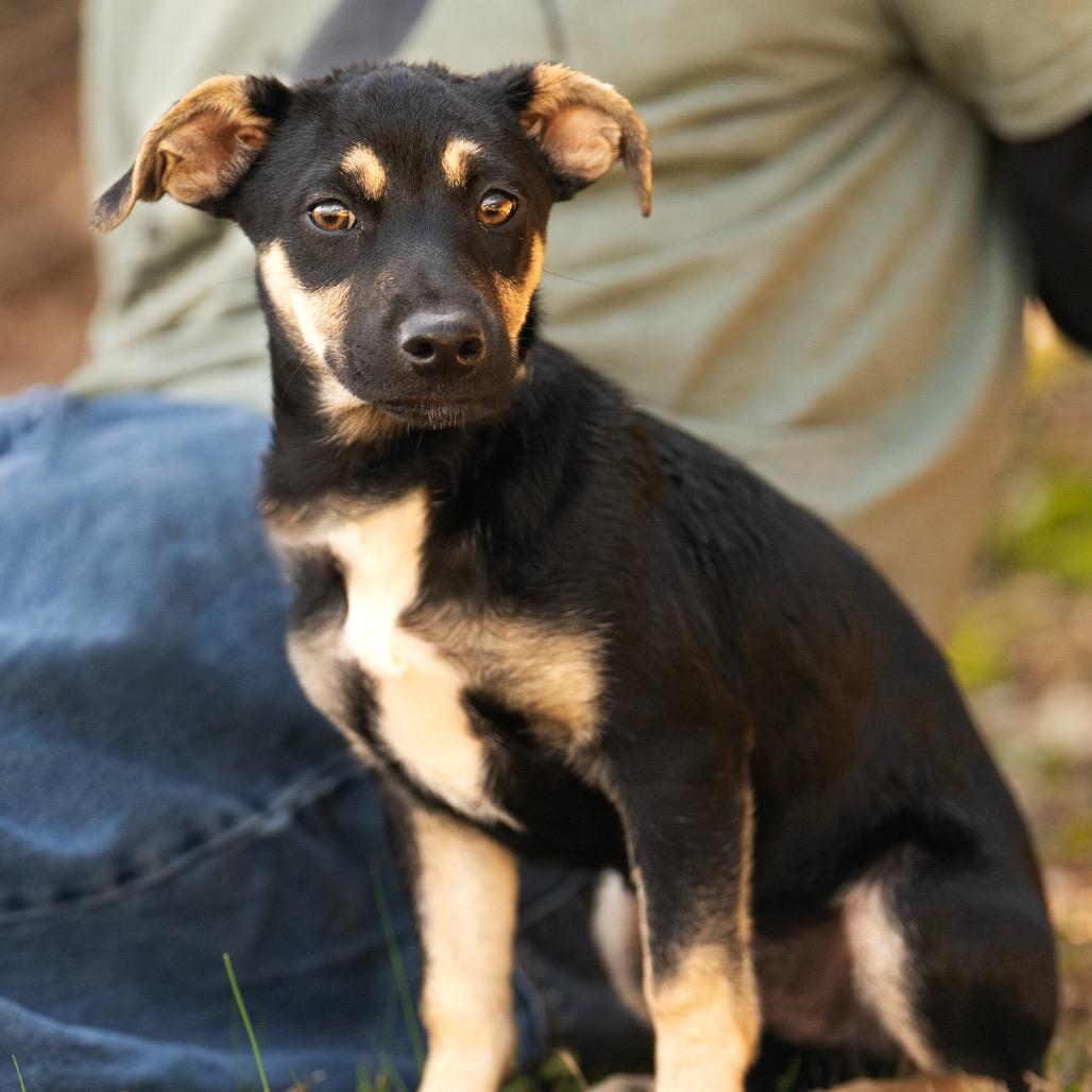 Enlarge Titus, a Adoptable mixed breed in Bessemer, AL image 2/6
