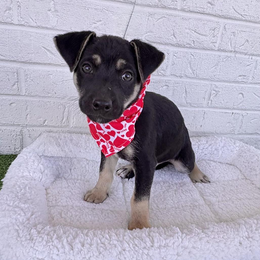 Enlarge Titus, a Adoptable mixed breed in Bessemer, AL image 2/6