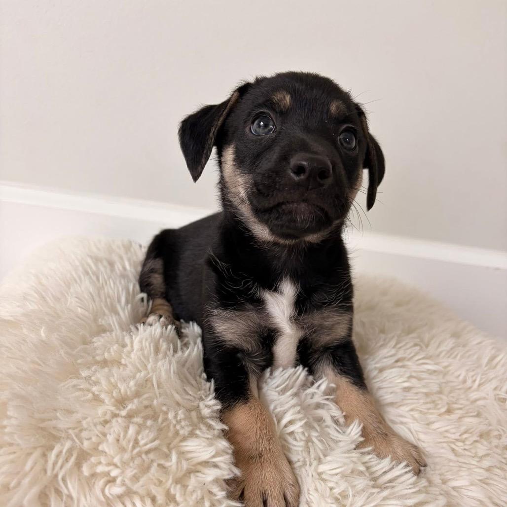 Enlarge Titus, a Adoptable mixed breed in Bessemer, AL image 3/6