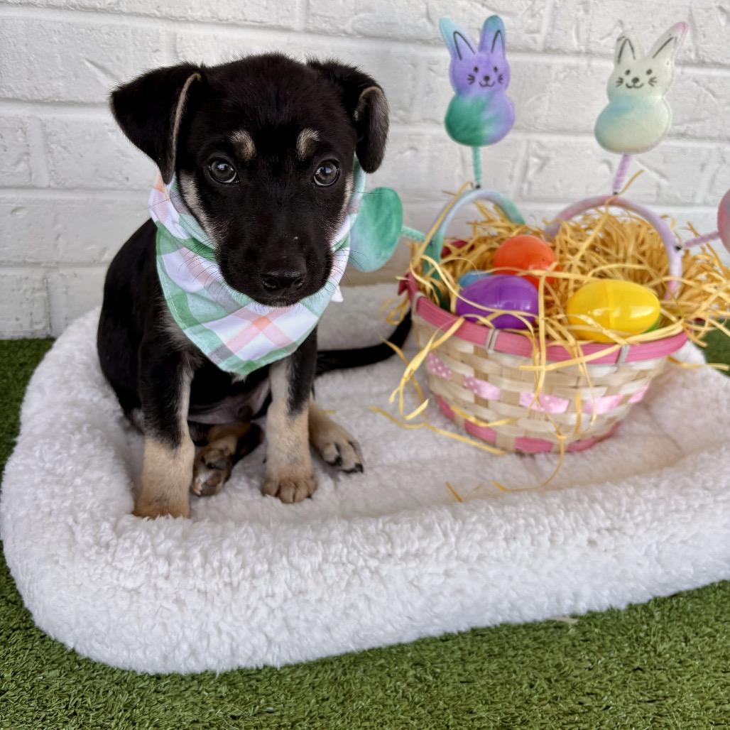 Enlarge Titus, a Adoptable mixed breed in Bessemer, AL image 4/6