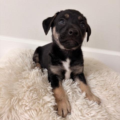 Enlarge Titus, a Adoptable mixed breed in Bessemer, AL image 5/6