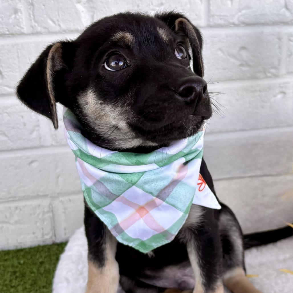 Enlarge Titus, a Adoptable mixed breed in Bessemer, AL image 6/6