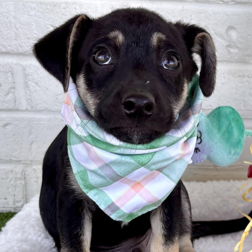 Enlarge Titus, a Adoptable mixed breed in Bessemer, AL image 6/6