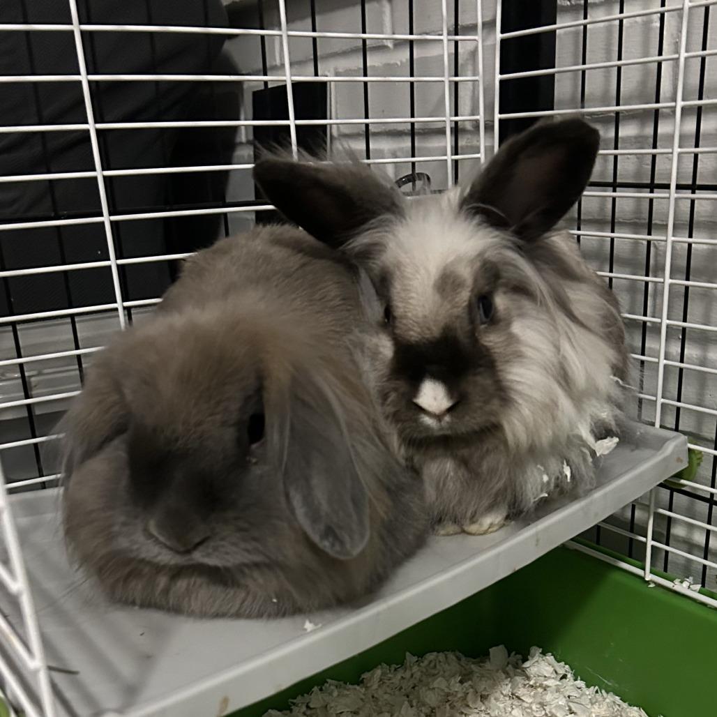 Smoky, Adoptable, Adult Male Lionhead & French Lop.