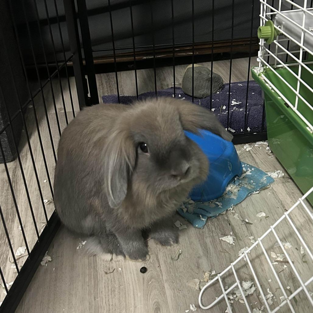 Enlarge Smoky, a Adoptable mixed breed in Greenfield, IN image 2/5