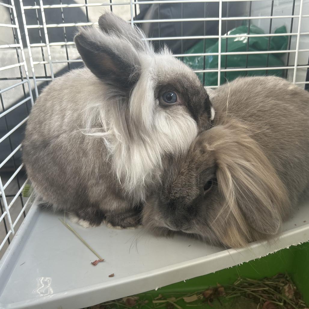 Enlarge Smoky, a Adoptable mixed breed in Greenfield, IN image 3/5