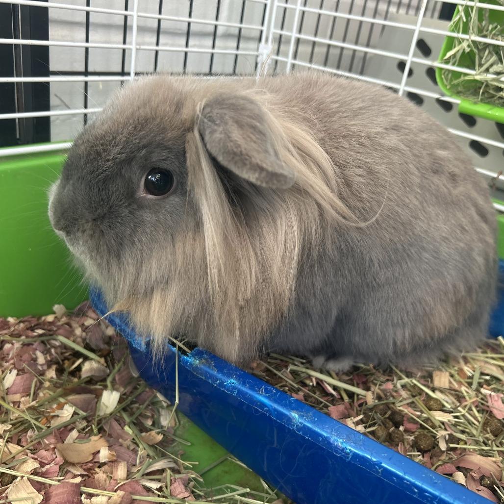 Enlarge Smoky, a Adoptable mixed breed in Greenfield, IN image 4/5