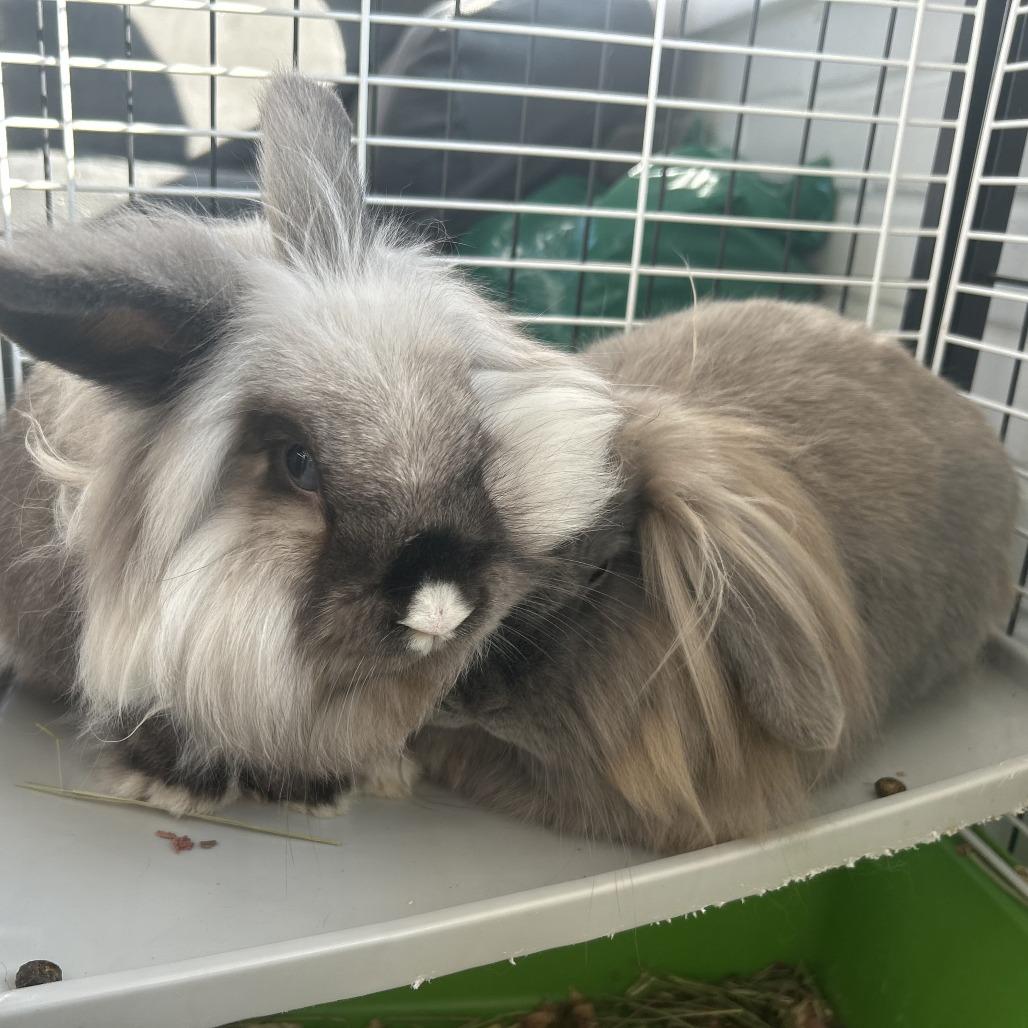 Enlarge Smoky, a Adoptable mixed breed in Greenfield, IN image 5/5